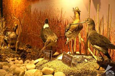 Tabiat Tarihi Müzesi